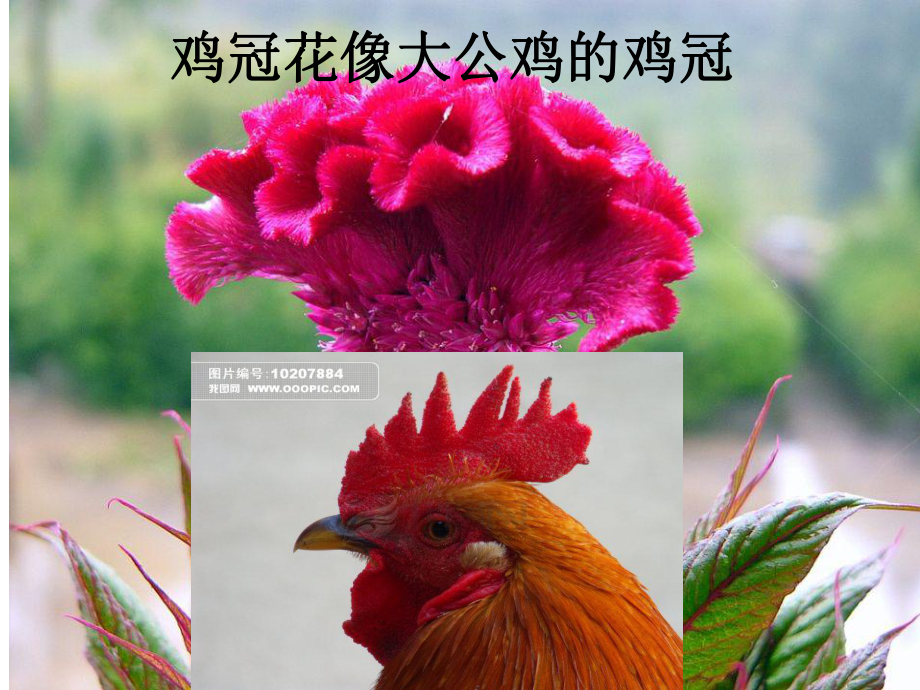 美丽的花儿.ppt_第3页