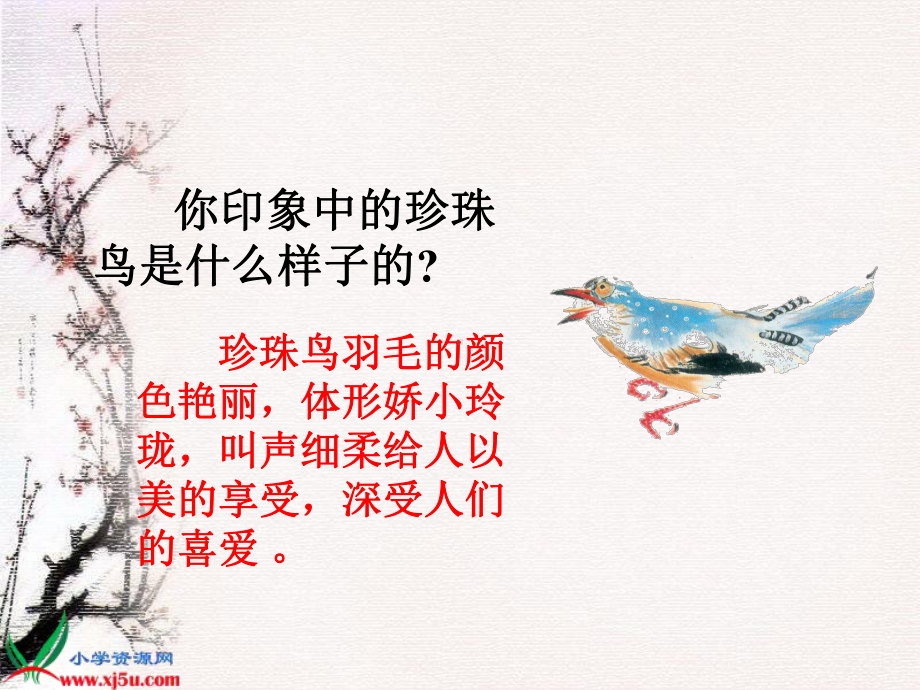 珍珠鸟 (2).ppt_第3页