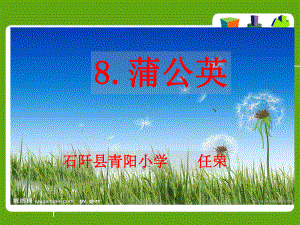 蒲公英 (2).ppt