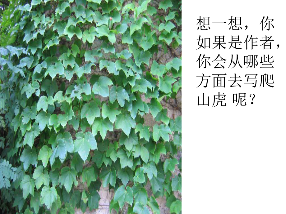 爬山虎的脚.ppt_第3页