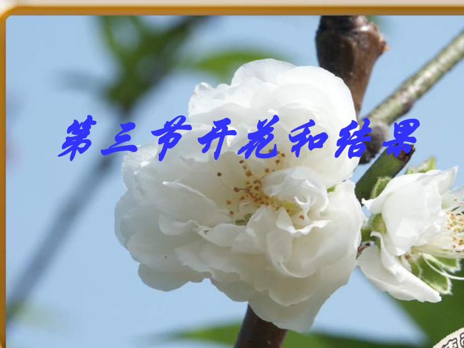 开花和结果.ppt_第2页