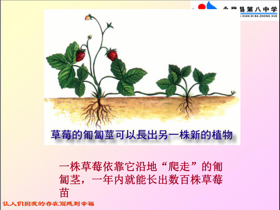 奇妙的克隆.ppt_第2页