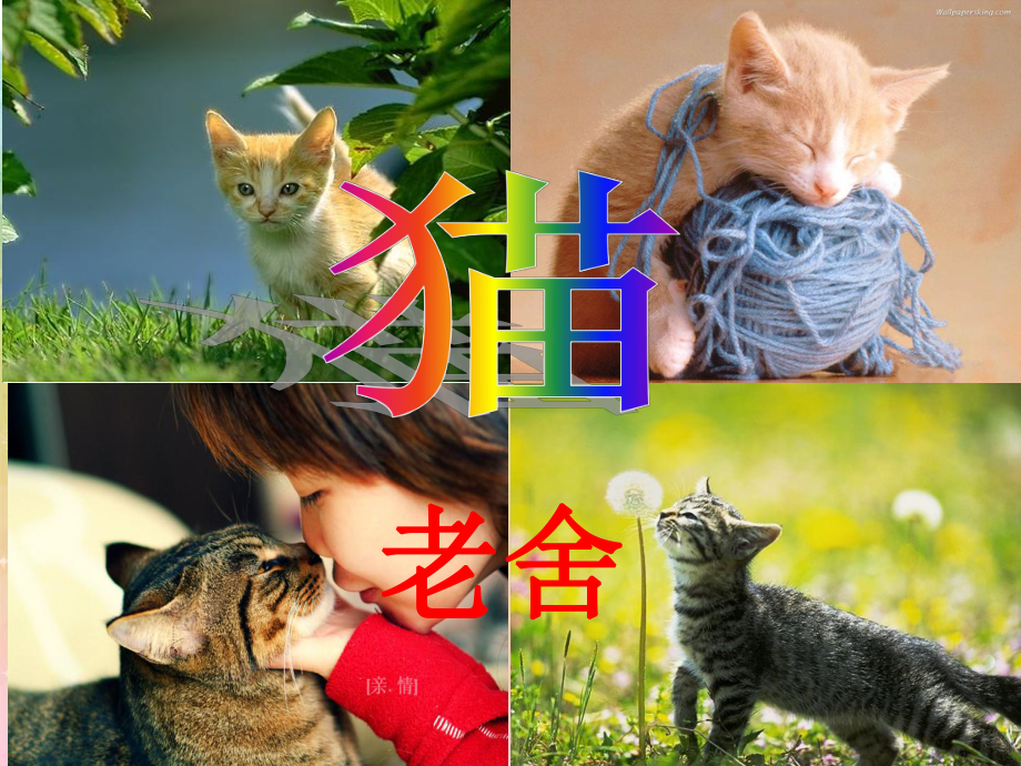 猫课件 (2).ppt_第2页