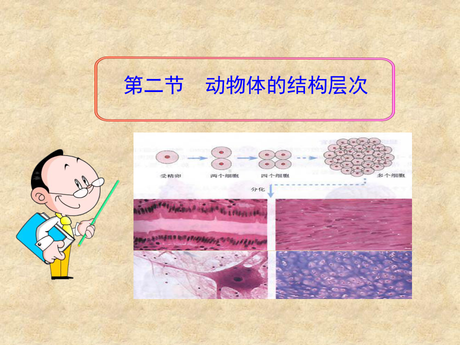 第二节动物体的结构层次.ppt_第1页