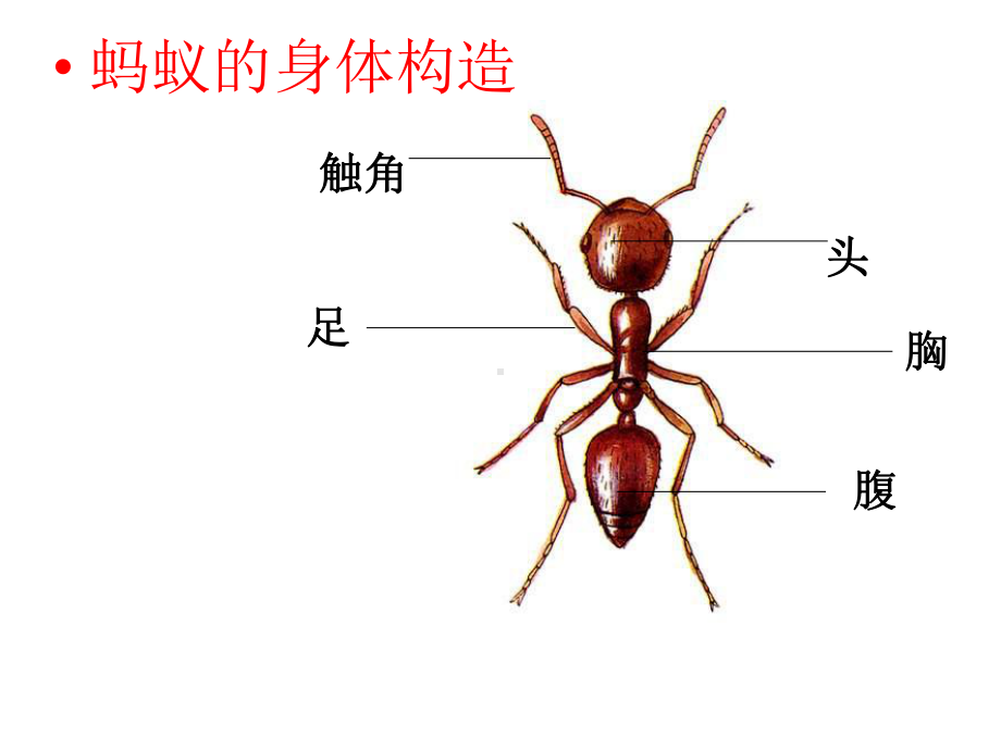 第六课《金鱼》课件.ppt_第2页