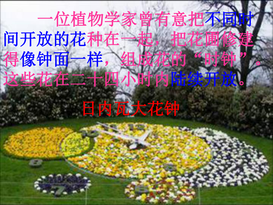 《花钟》课件.ppt_第3页