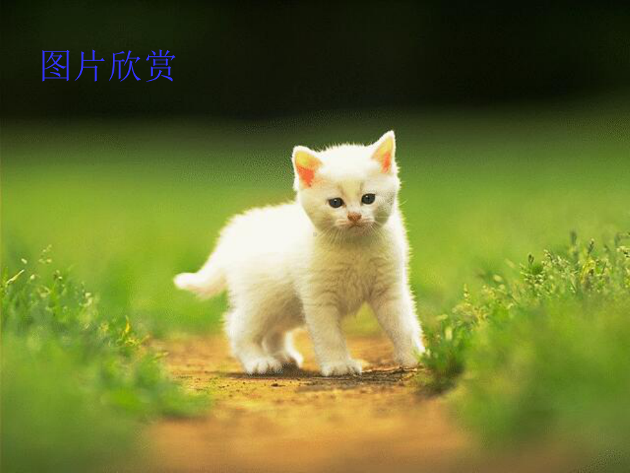 《猫的故事》课件.ppt_第3页