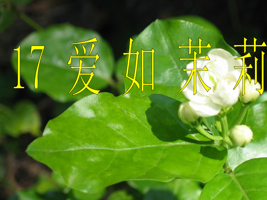 17爱如茉莉.ppt_第2页