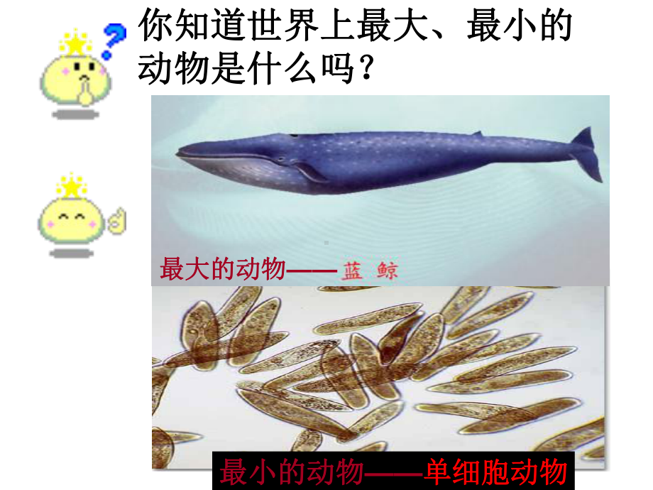 224单细胞生物课件上课用(新人教版).ppt_第2页