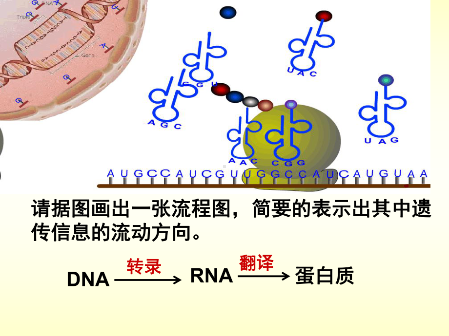 生物学②必修4[1]2《基因对性状的控制》PPT课件.ppt_第2页