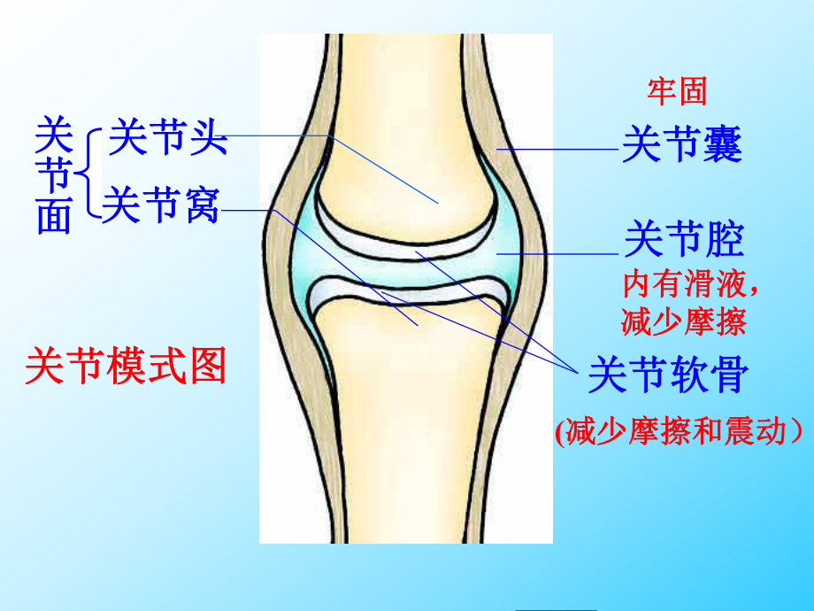 《动物的运动》课件1.ppt_第3页