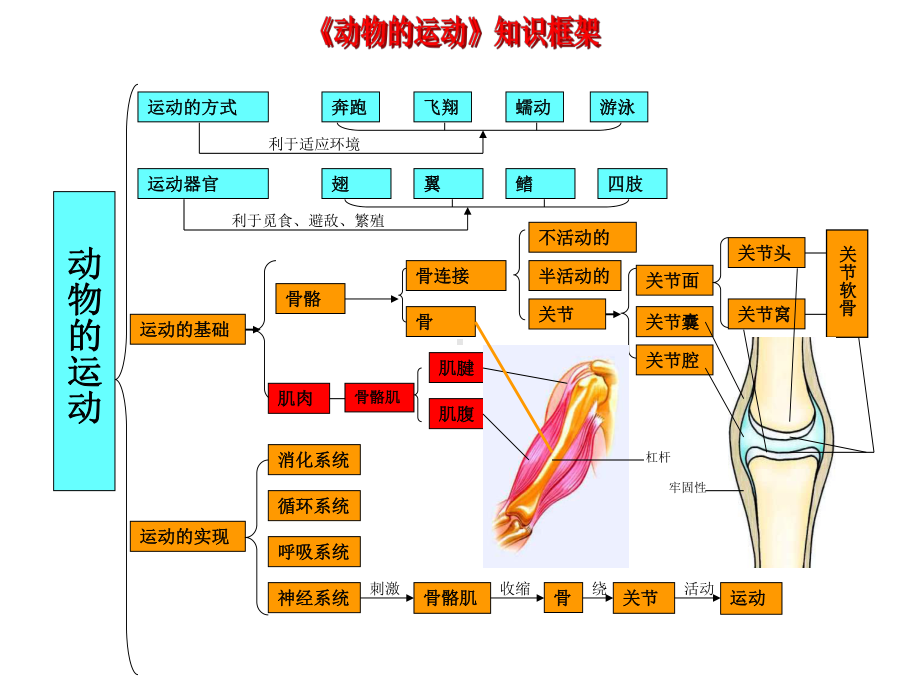 动物的运动知识框架.ppt_第1页