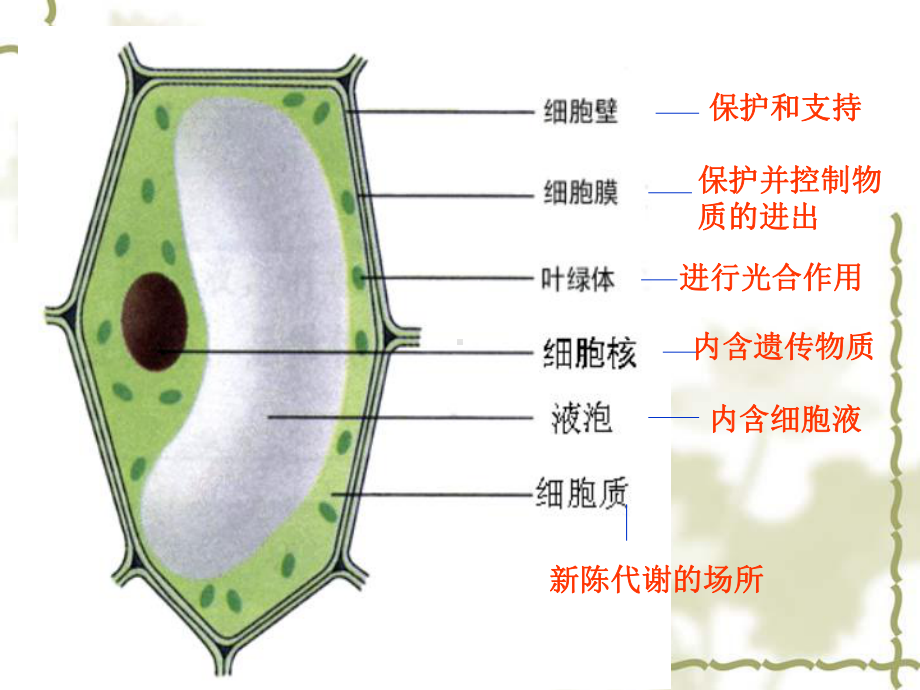 212-3植物细胞与动物细胞.ppt_第2页