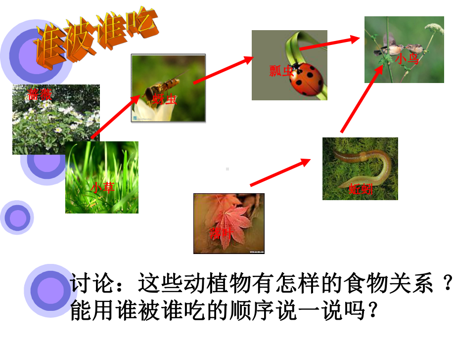 食物链和食物网PPT材料.ppt_第3页