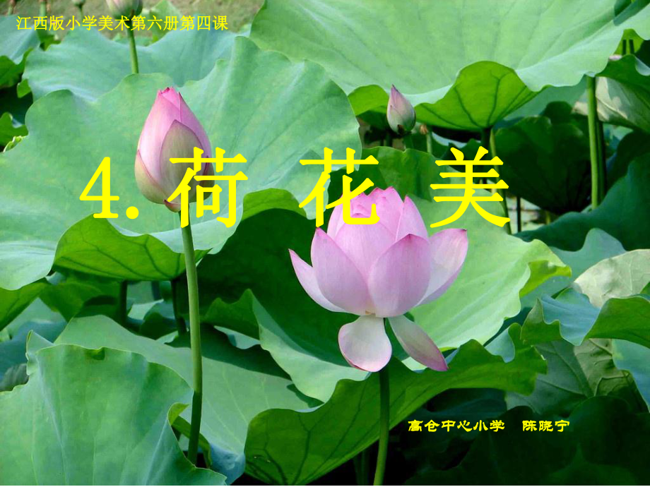 《荷花美》课件.ppt_第1页