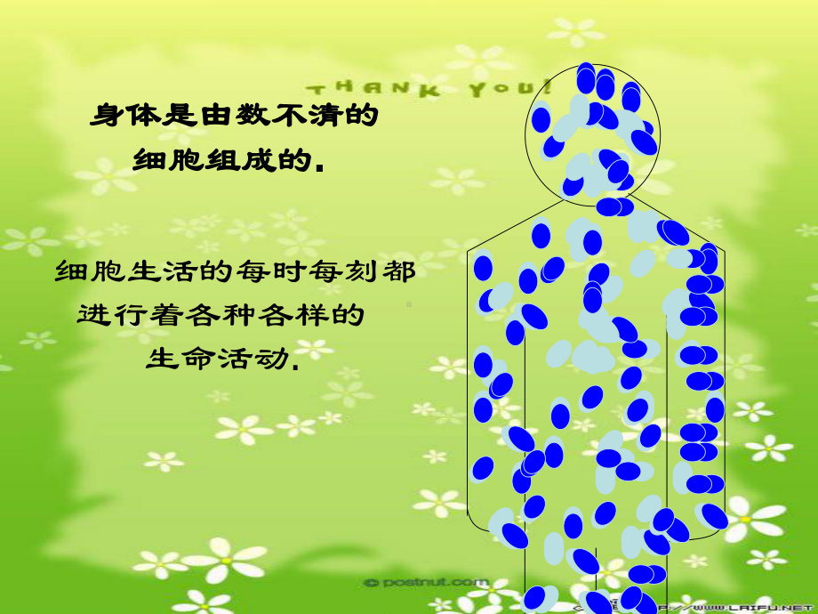 214细胞的生活.ppt_第3页