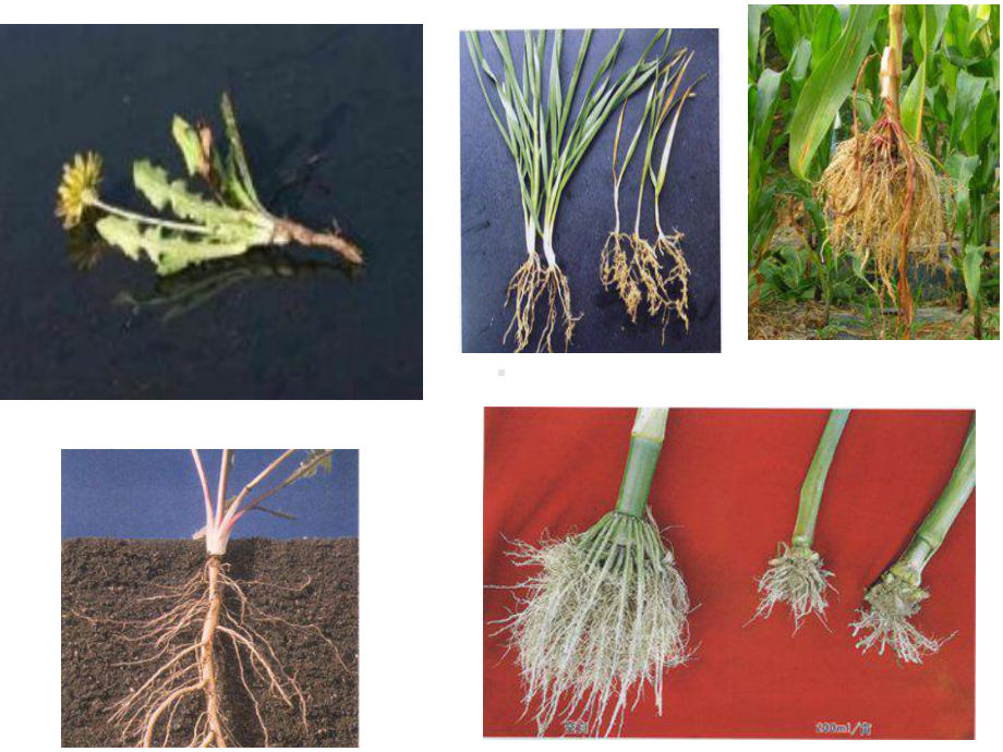 21在实验室里观察植物.ppt_第2页