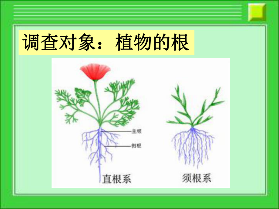 21在实验室里观察植物.ppt_第3页