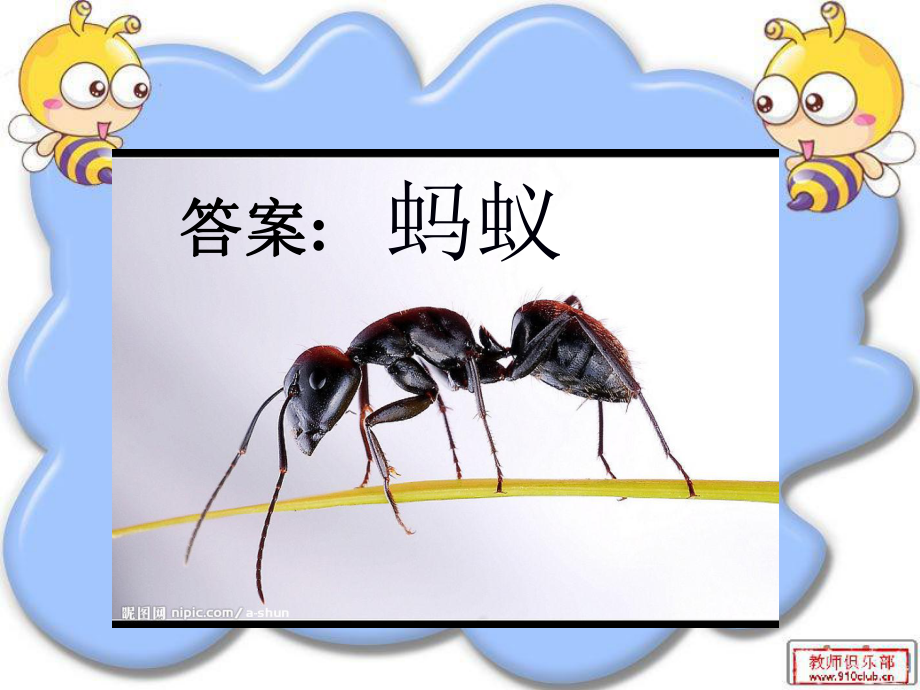 《蚂蚁》课件.ppt_第3页