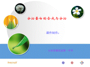 分泌蛋白的合成分泌过程.ppt