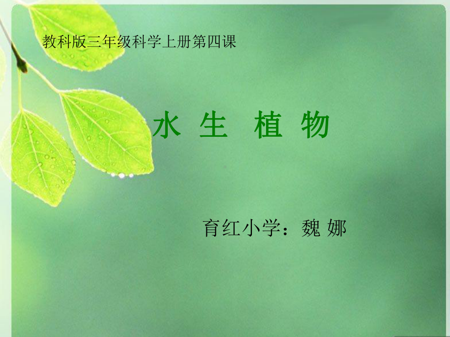 水生植物的课件.ppt_第1页