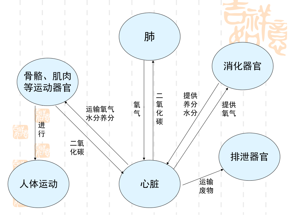 4-7相互协作的人体器官.ppt_第3页