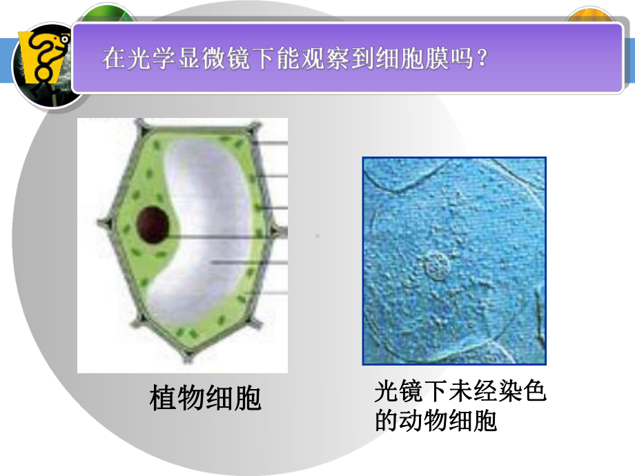 3[1]1细胞膜-系统的边界课件.ppt_第3页