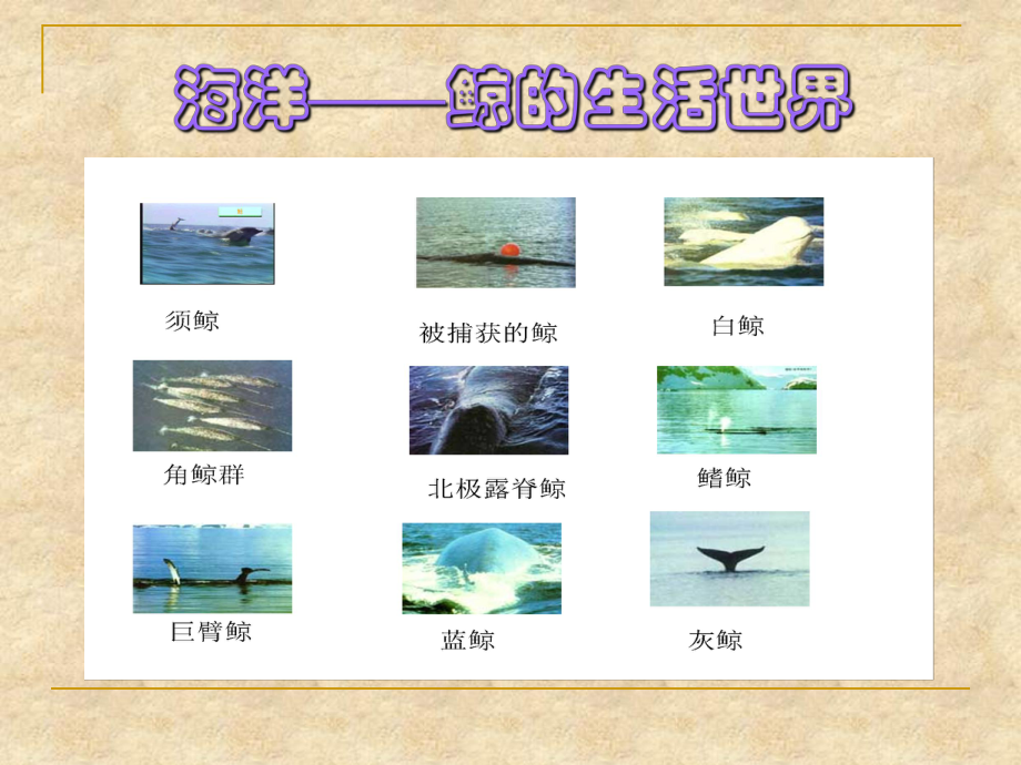 《09鲸》PPT课件.ppt_第3页