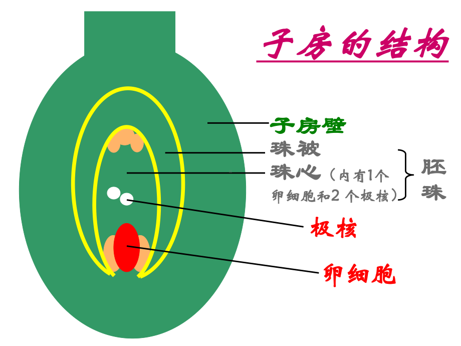 41果实和种子的形成.ppt_第3页