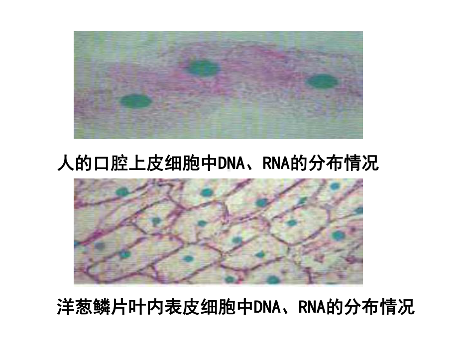 2-3遗传信息的携带者--核酸（wsy）.ppt_第3页