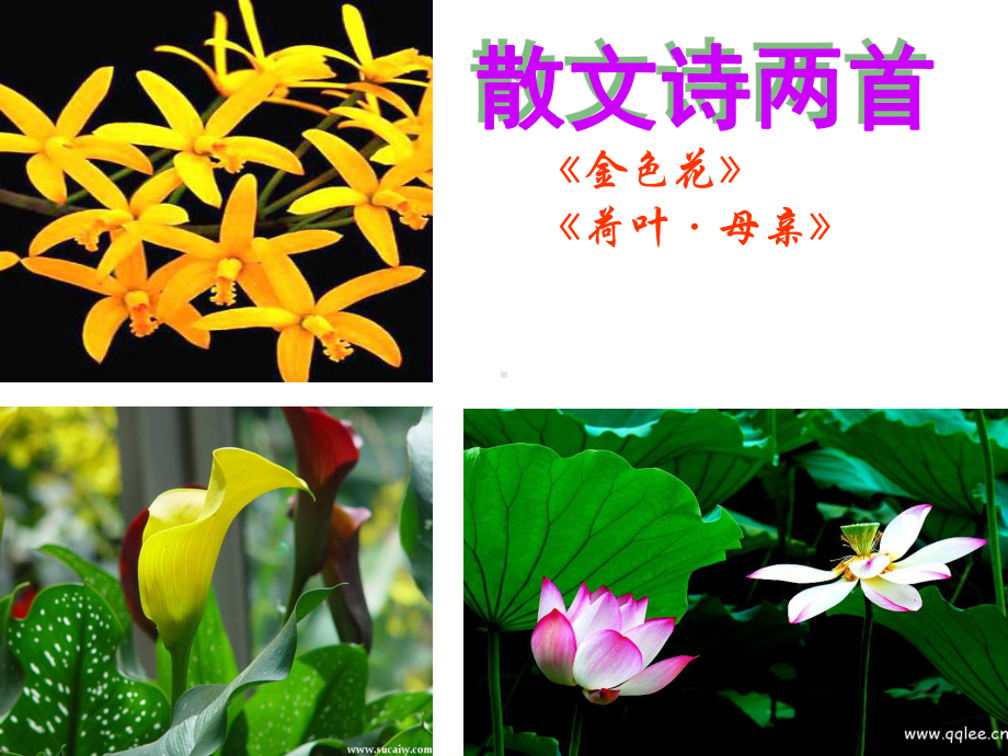 《散文诗两首》(《金色花》《荷叶--母亲》)公开课件.ppt_第1页