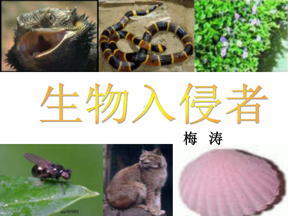 《生物入侵者》.ppt_第2页