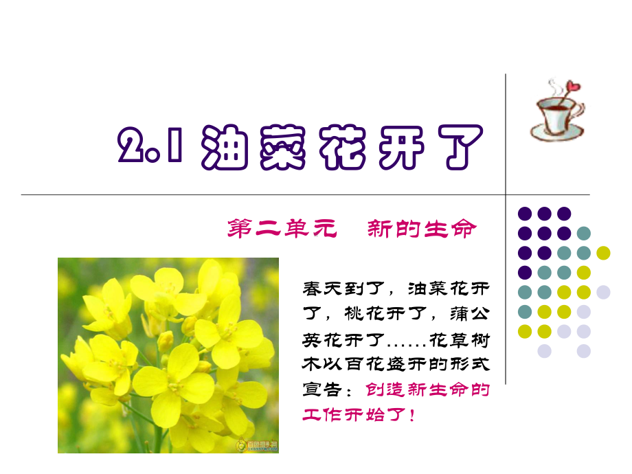 21-油菜花开了.ppt_第1页