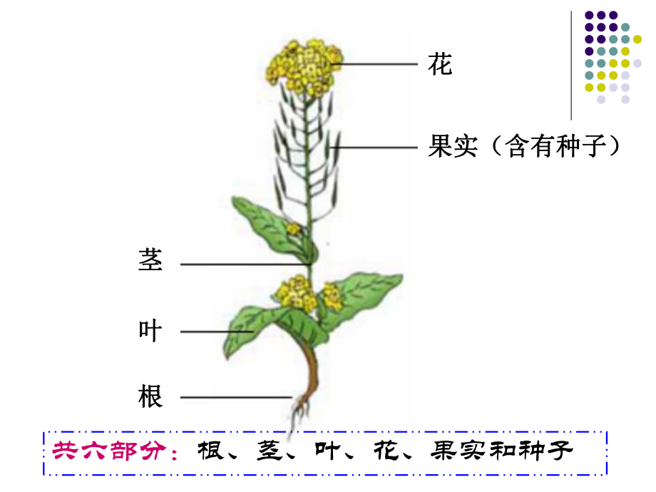 21-油菜花开了.ppt_第3页