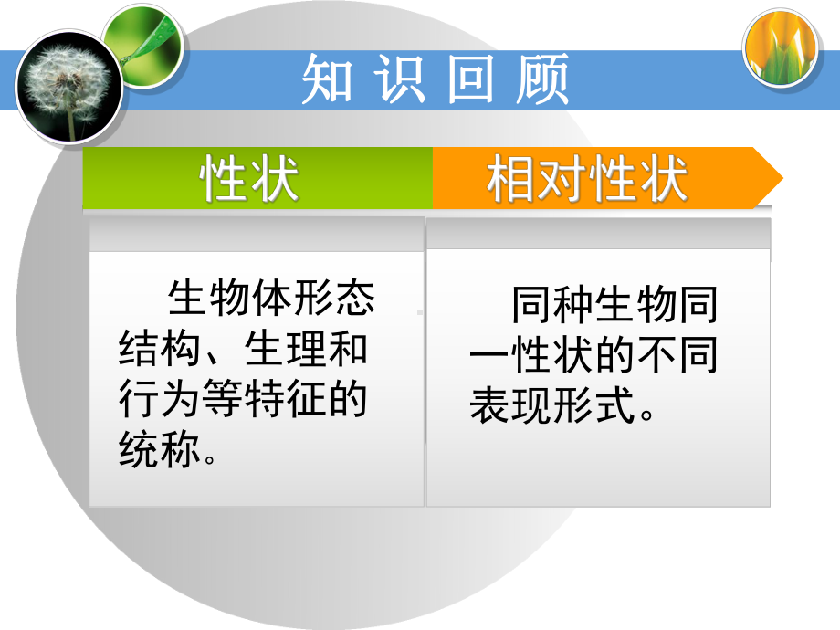 第三节基因的显性和隐性（改）.ppt_第2页