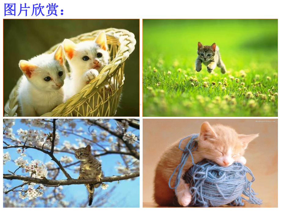 七年级下册语文《猫》课件.ppt_第1页