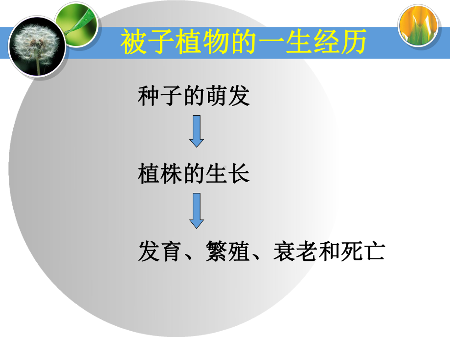 第二节植株的生长.ppt_第3页