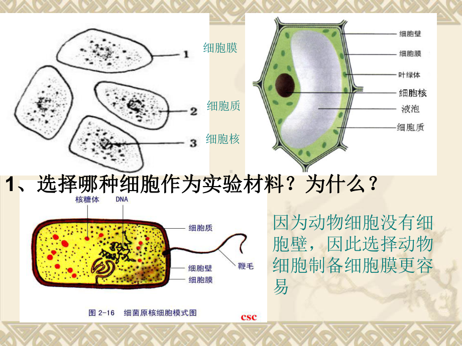 31细胞膜-系统的边界.ppt_第3页