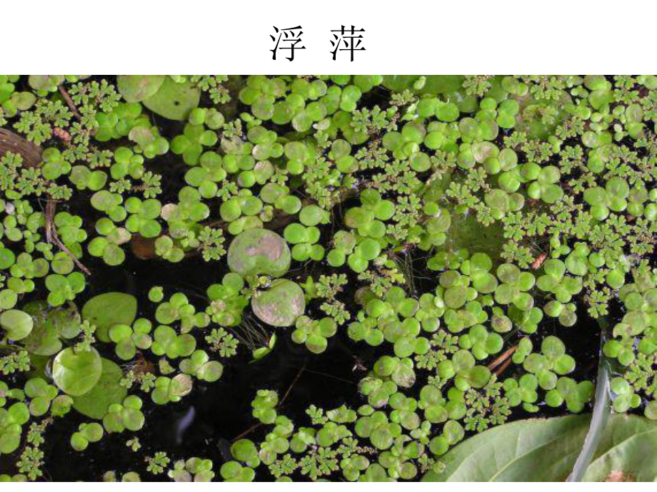 第四课水生植物.ppt_第2页