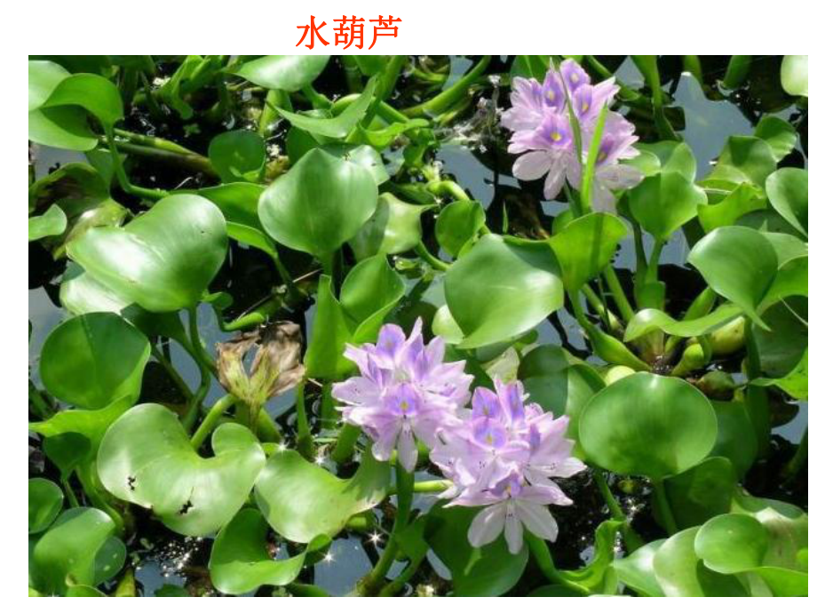 第四课水生植物.ppt_第3页