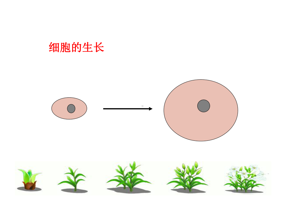 《细胞通过分裂产生新细胞》.ppt_第3页