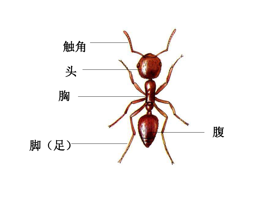 动物有哪些相同特点.ppt_第3页