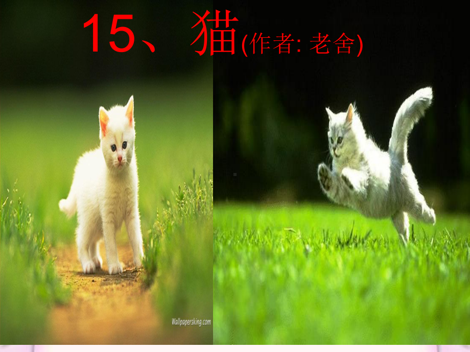 《猫》PPT课件3.ppt_第2页