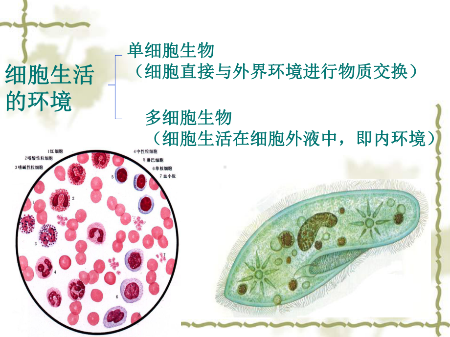 11细胞生活的环境.ppt_第3页