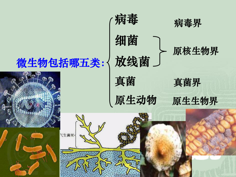 （生物）21微生物的实验室培养课件（人教版选修1）.ppt_第2页