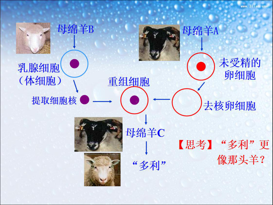 第3节细胞核-系统的控制中心.ppt_第1页