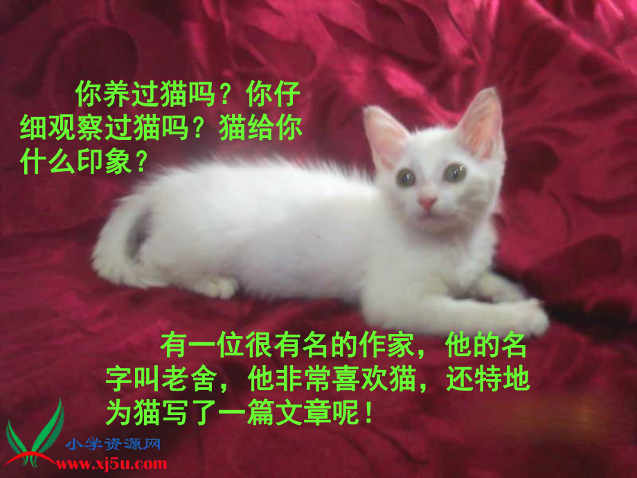 《猫》PPT课件.ppt_第1页