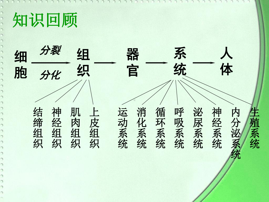 223植物体的结构层次.ppt_第2页