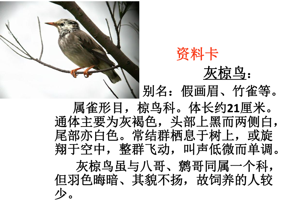 灰椋鸟课件.ppt_第3页