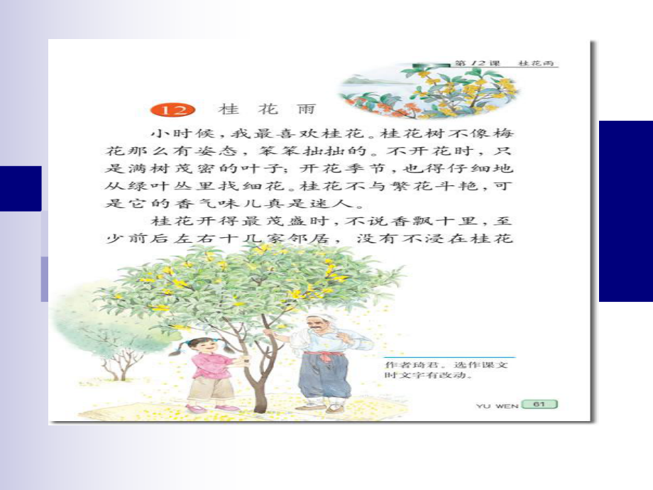 桂花雨 (2).ppt_第1页